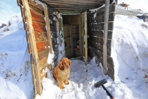 Вход в бункер охраняется собакой