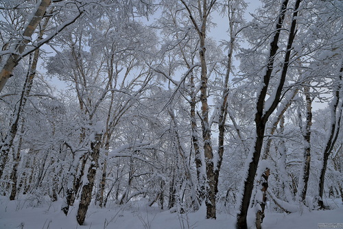 Зимний лес (02.01.23)